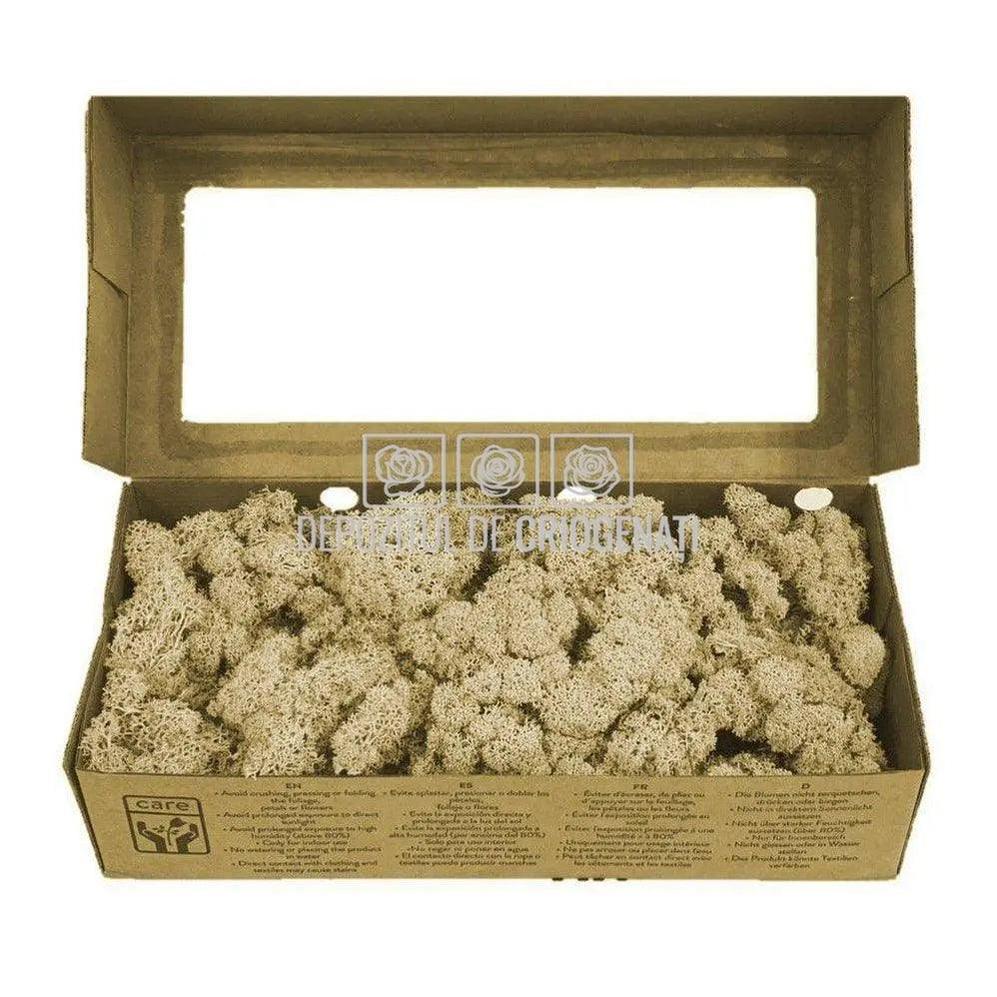 Licheni Decorativi Stabilizati cutie 500gr - Natural (marca Verdissimo) - Depozitul de Criogenati