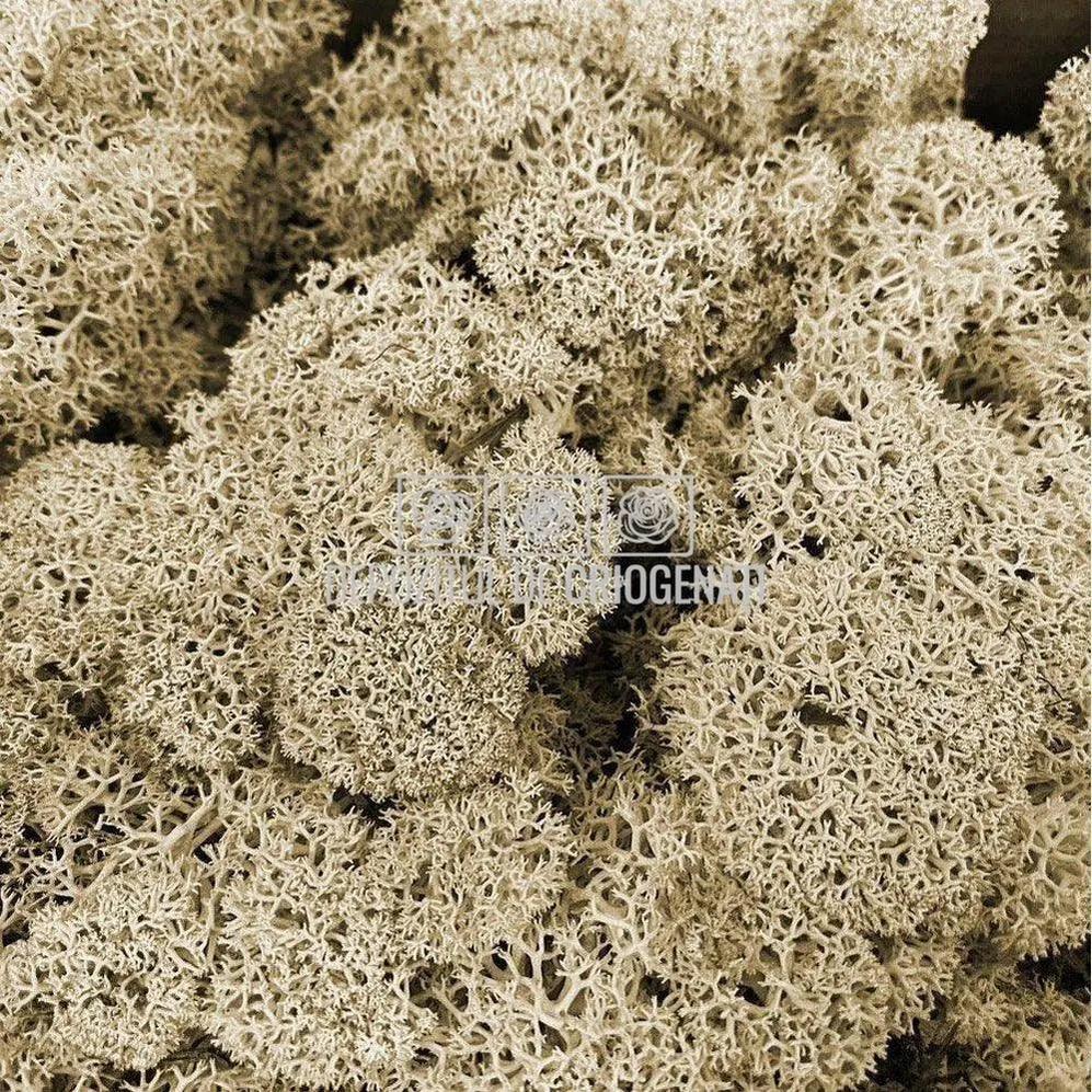 Licheni Decorativi Stabilizati cutie 500gr - Natural (marca Verdissimo) - Depozitul de Criogenati