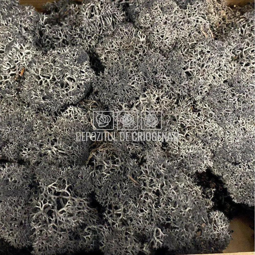 Licheni Decorativi Stabilizati cutie 500gr - Negru (marca Verdissimo) - Depozitul de Criogenati