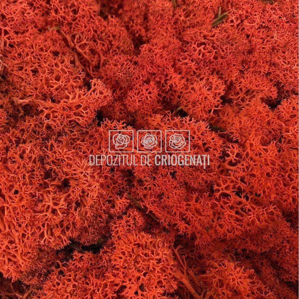 Licheni Decorativi Stabilizati cutie 500gr - Rosu (marca Verdissimo) - Depozitul de Criogenati