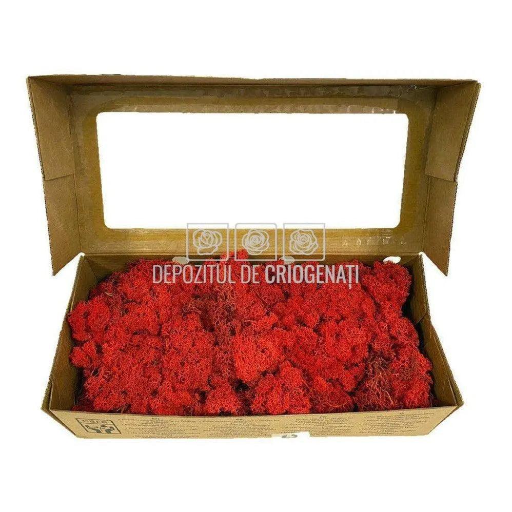 Licheni Decorativi Stabilizati cutie 500gr - Rosu (marca Verdissimo) - Depozitul de Criogenati