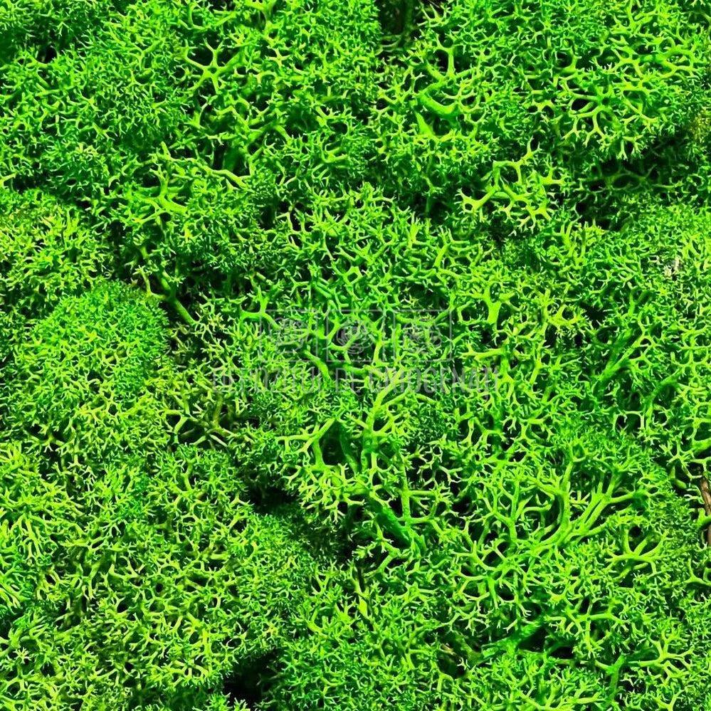 Licheni Decorativi Stabilizati cutie 500gr - Verde Apple (Verdissimo) - Depozitul de Criogenati