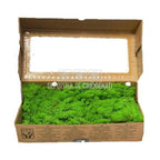 Licheni Decorativi Stabilizati cutie 500gr - Verde Apple (Verdissimo) - Depozitul de Criogenati