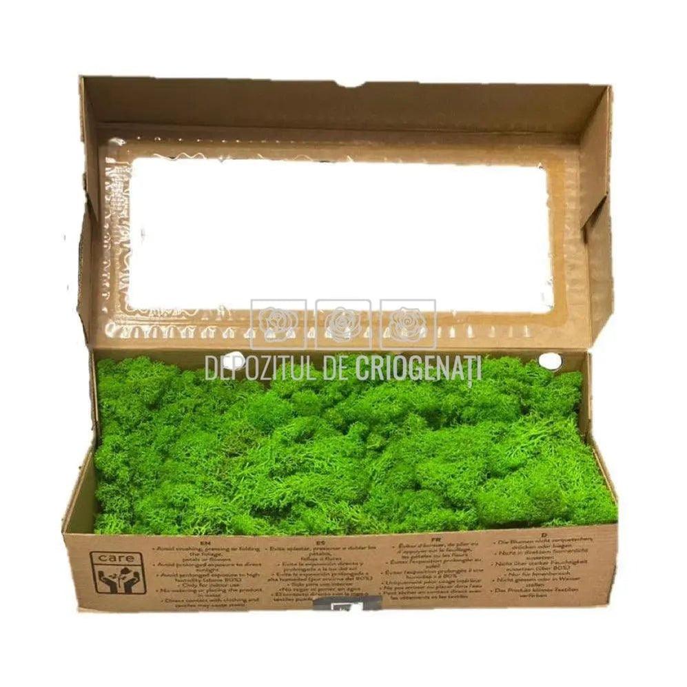 Licheni Decorativi Stabilizati cutie 500gr - Verde Apple (Verdissimo) - Depozitul de Criogenati