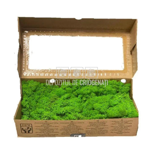 Licheni Decorativi Stabilizati cutie 500gr - Verde Apple (Verdissimo) - Depozitul de Criogenati