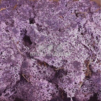 Licheni Decorativi Stabilizati cutie 500gr - Violet (marca Verdissimo) - Depozitul de Criogenati