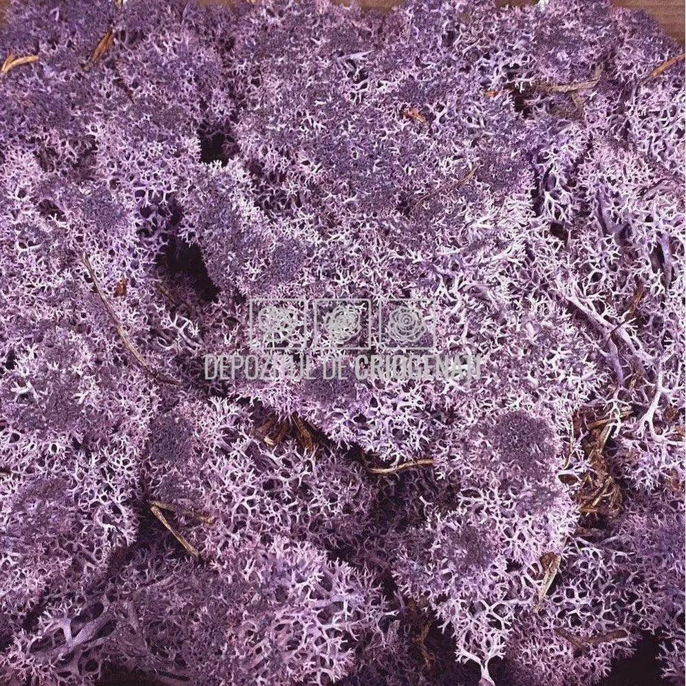 Licheni Decorativi Stabilizati cutie 500gr - Violet (marca Verdissimo) - Depozitul de Criogenati