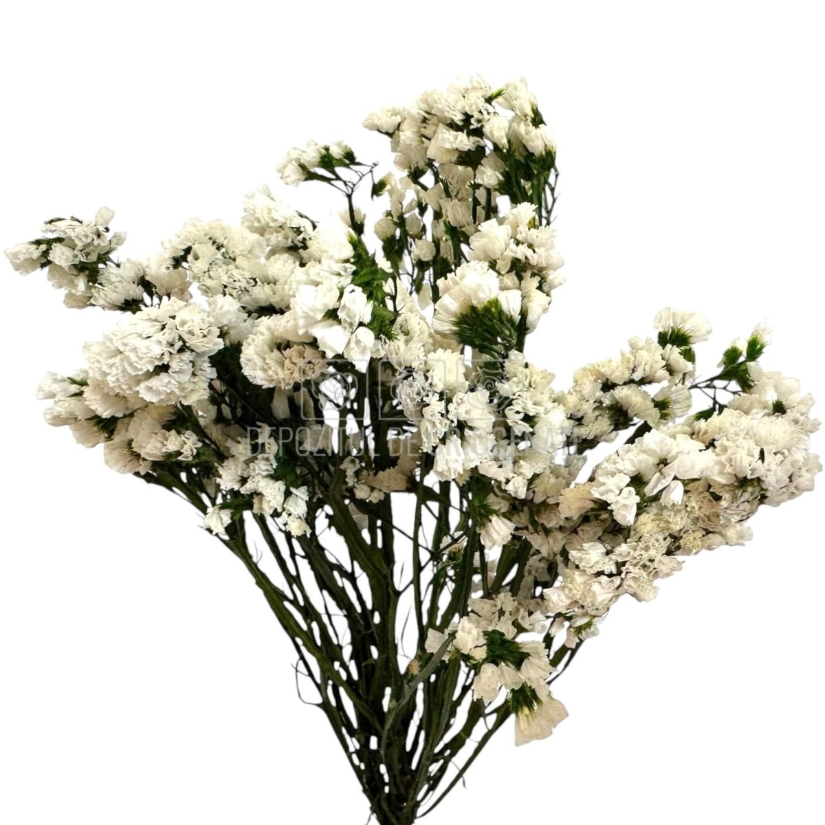 Limonium Alb - Statice White (Buchet Criogenat) - DepozituldeCriogenati.ro