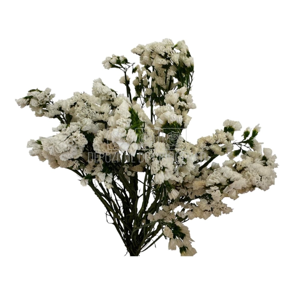 Limonium Alb - Statice White (Buchet Criogenat) - DepozituldeCriogenati.ro
