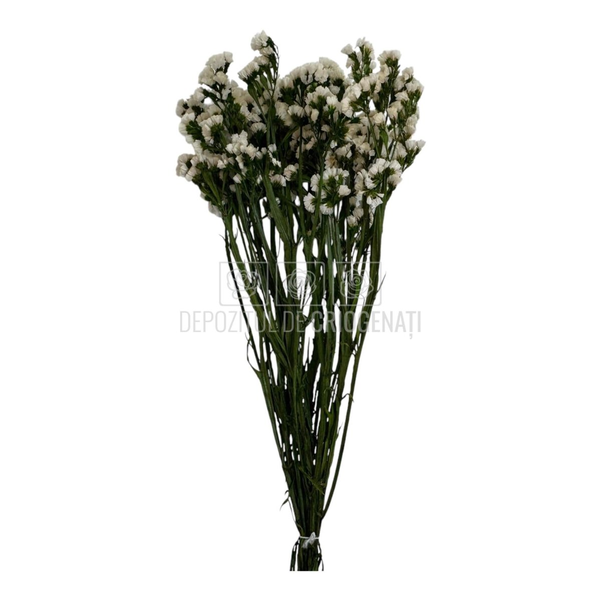 Limonium Alb - Statice White (Buchet Criogenat) - DepozituldeCriogenati.ro