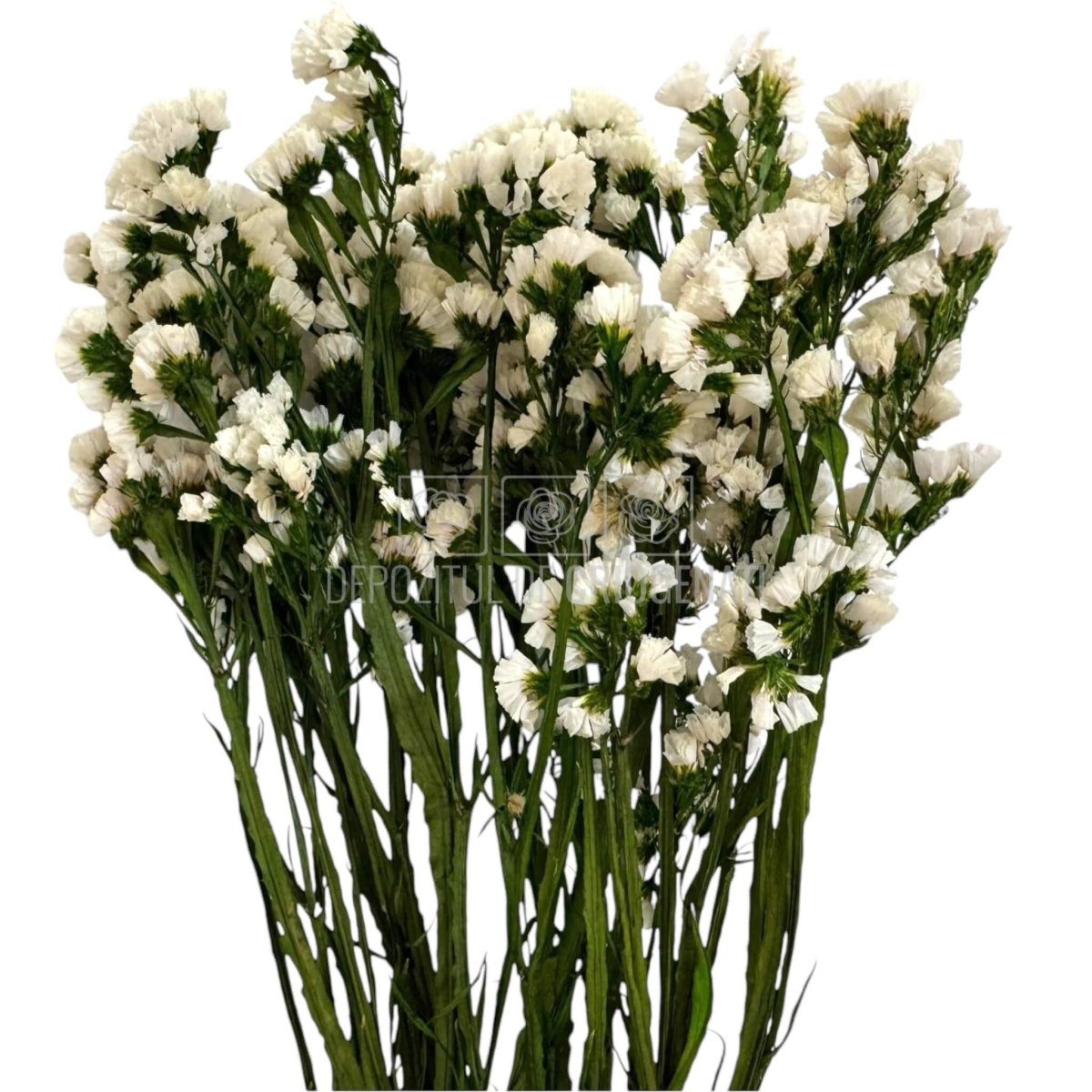 Limonium Alb - Statice White (Buchet Criogenat) - DepozituldeCriogenati.ro