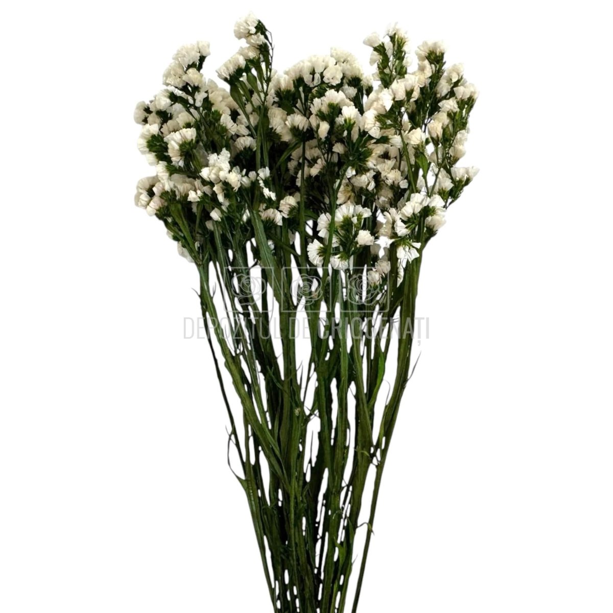 Limonium Alb - Statice White (Buchet Criogenat) - DepozituldeCriogenati.ro