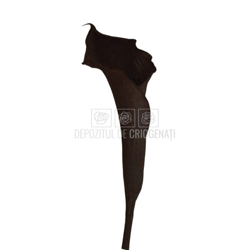 Mini Cale Criogenate Blackberry Verdissimo (7-10 cm) - Depozitul de Criogenati