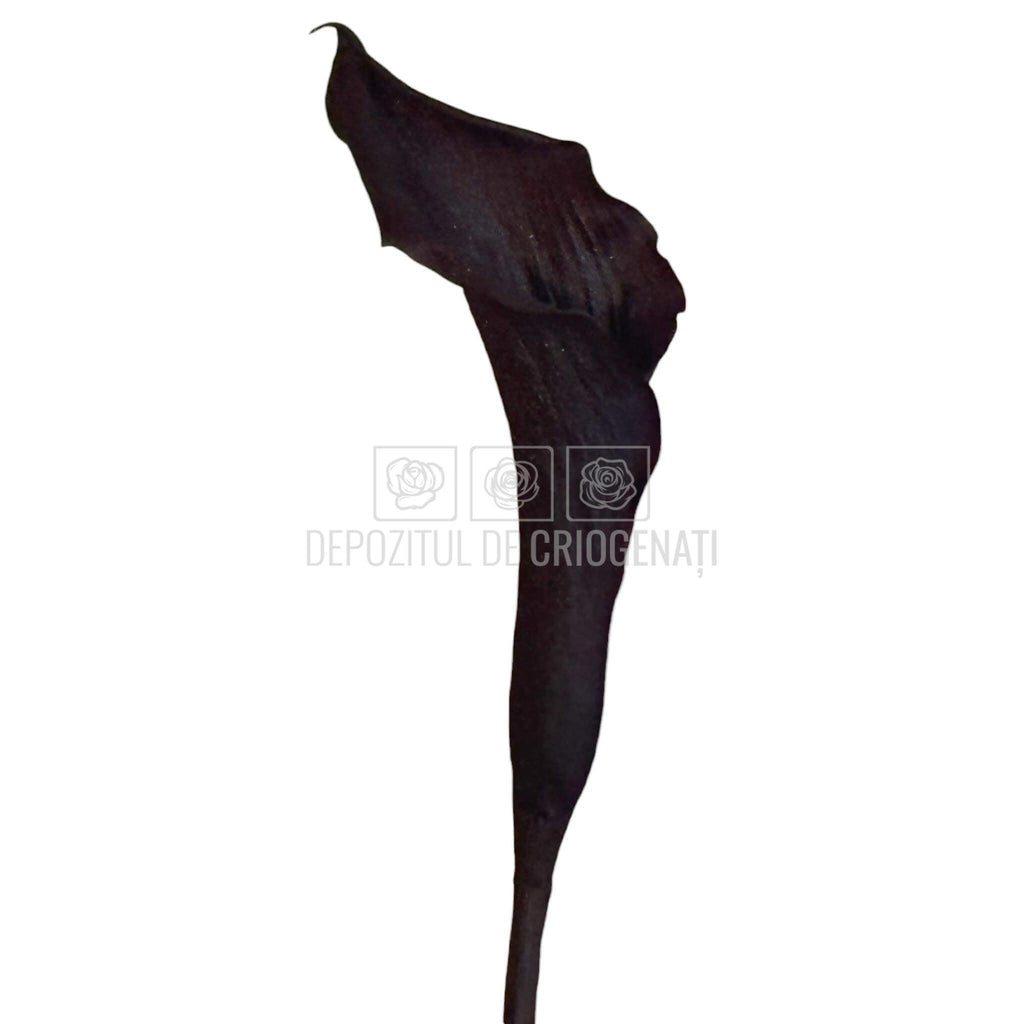 Mini Cale Criogenate Blackberry Verdissimo (7-10 cm) - Depozitul de Criogenati