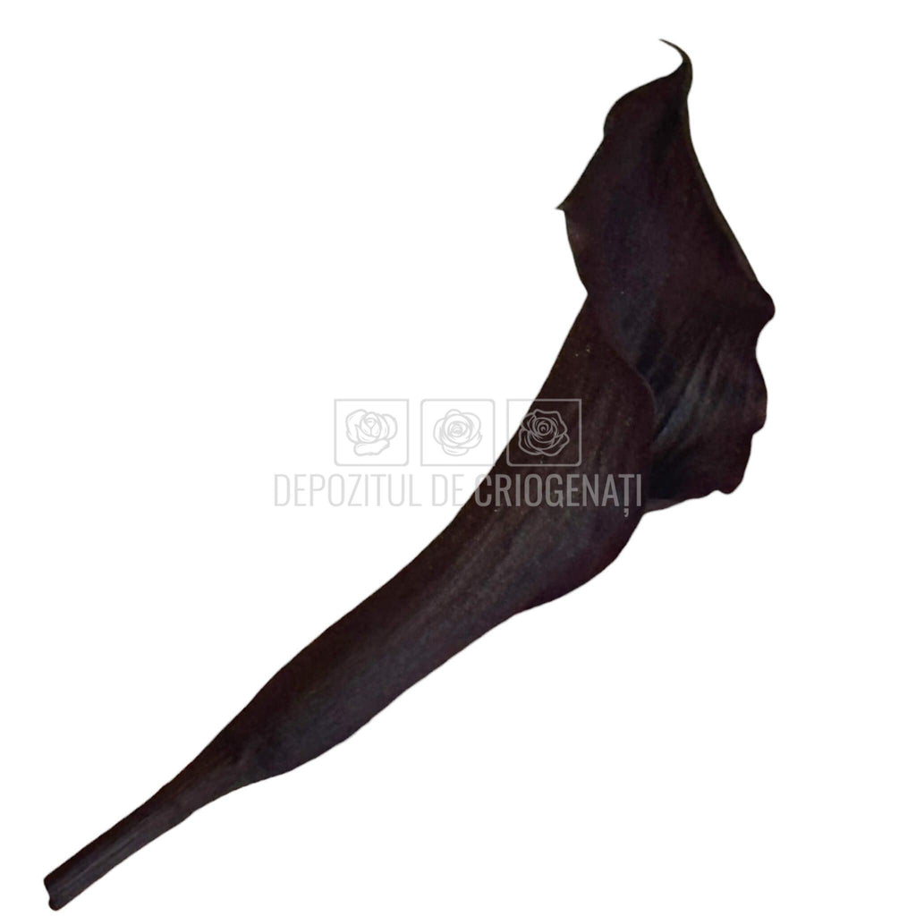 Mini Cale Criogenate Blackberry Verdissimo (7-10 cm) - Depozitul de Criogenati