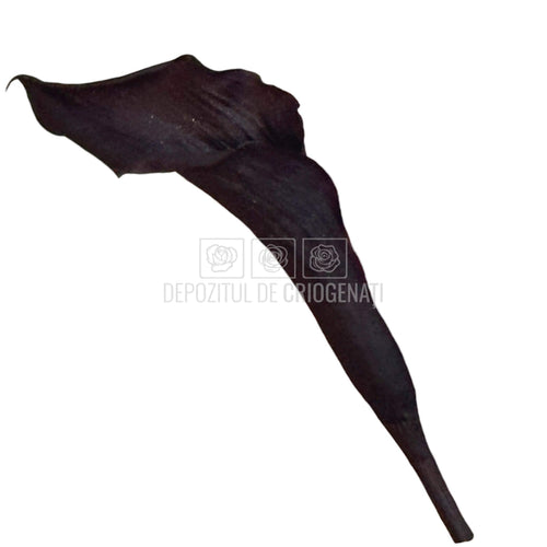Mini Cale Criogenate Blackberry Verdissimo (7-10 cm) - Depozitul de Criogenati