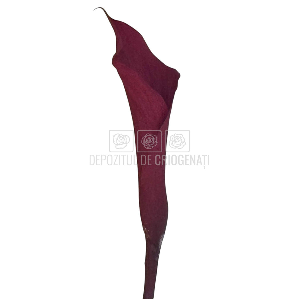 Mini Cale Criogenate Burgundi visinii (7-10 cm) - Depozitul de Criogenati