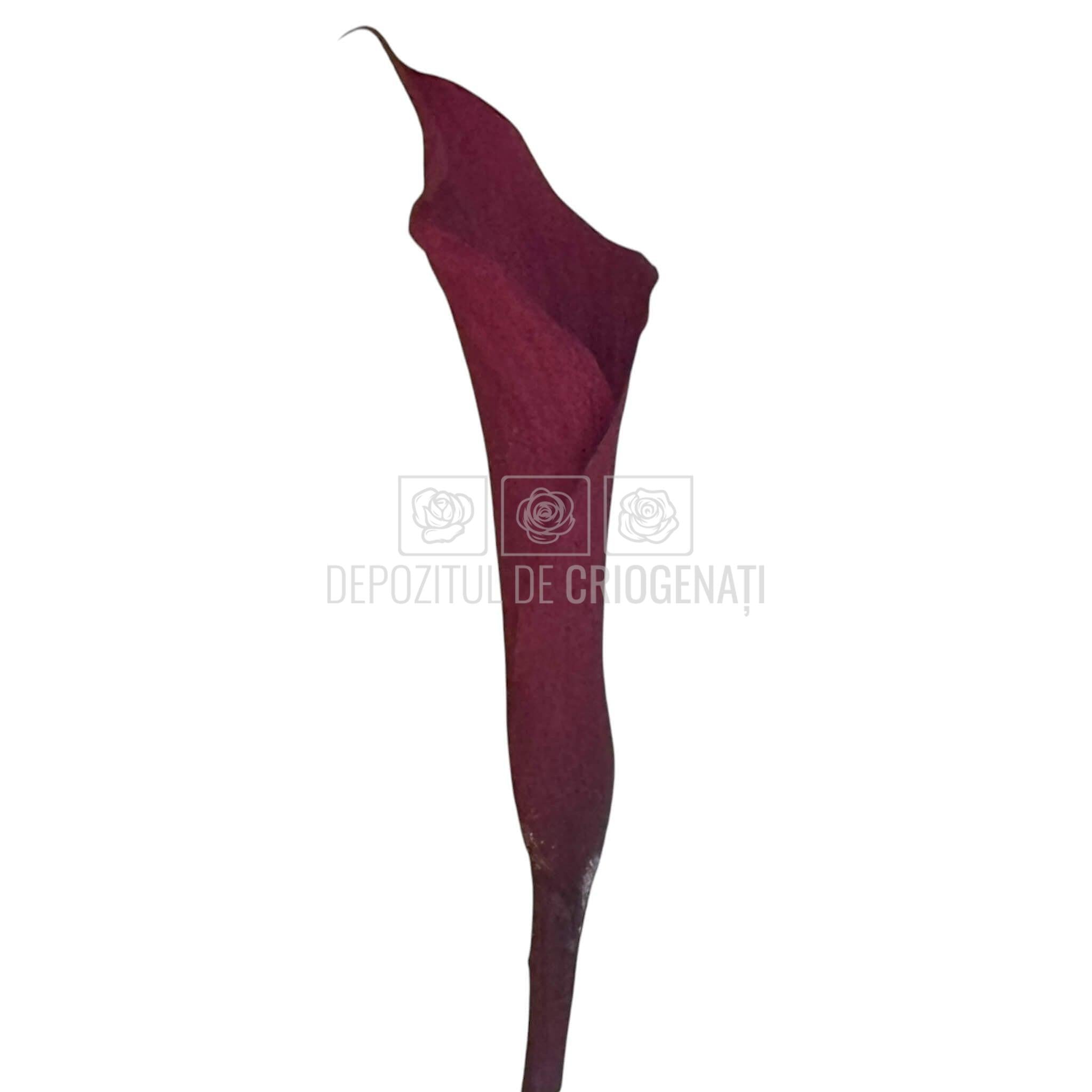Mini Cale Criogenate Burgundi visinii (7-10 cm) - Depozitul de Criogenati