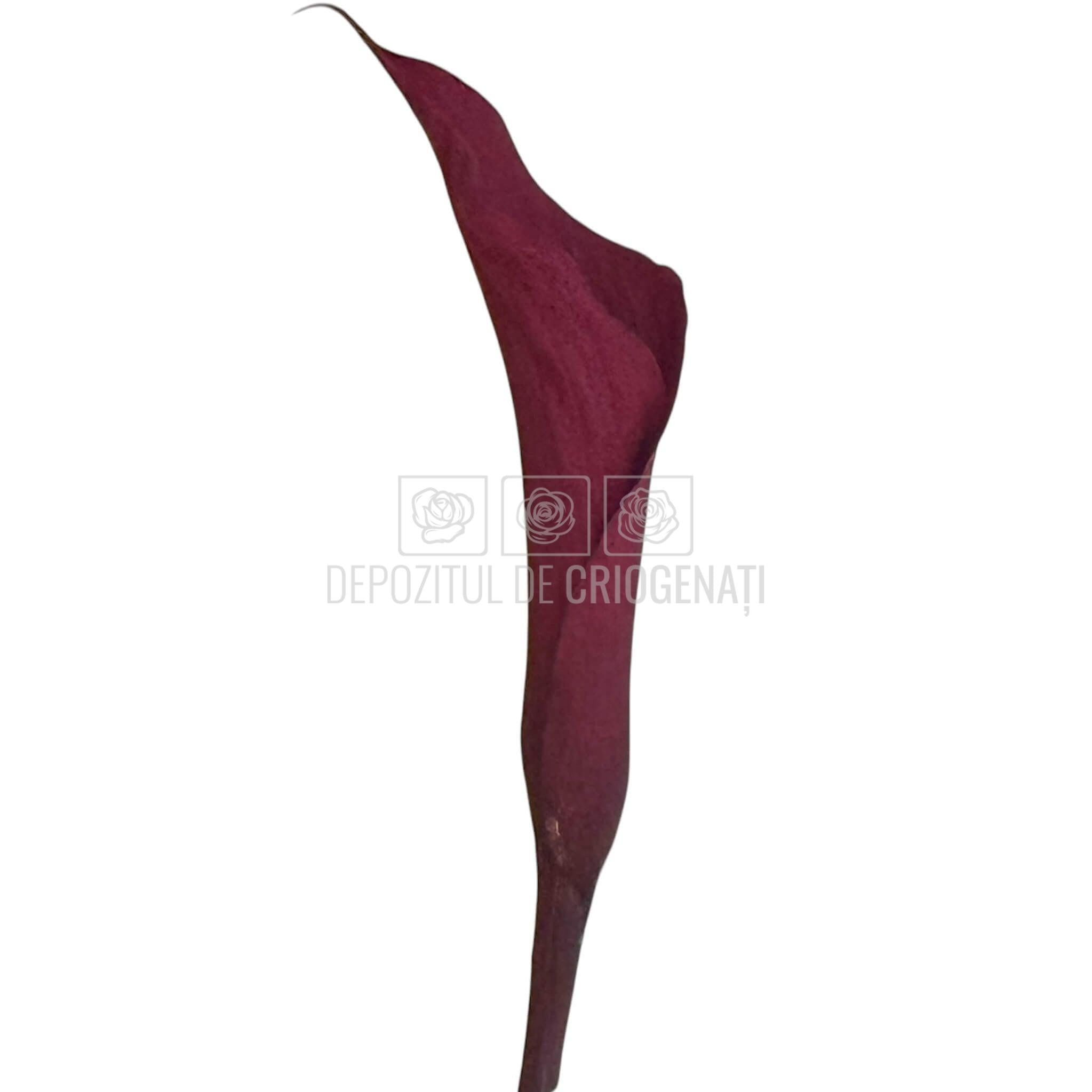 Mini Cale Criogenate Burgundi visinii (7-10 cm) - Depozitul de Criogenati