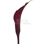 Mini Cale Criogenate Burgundi visinii (7-10 cm) - Depozitul de Criogenati
