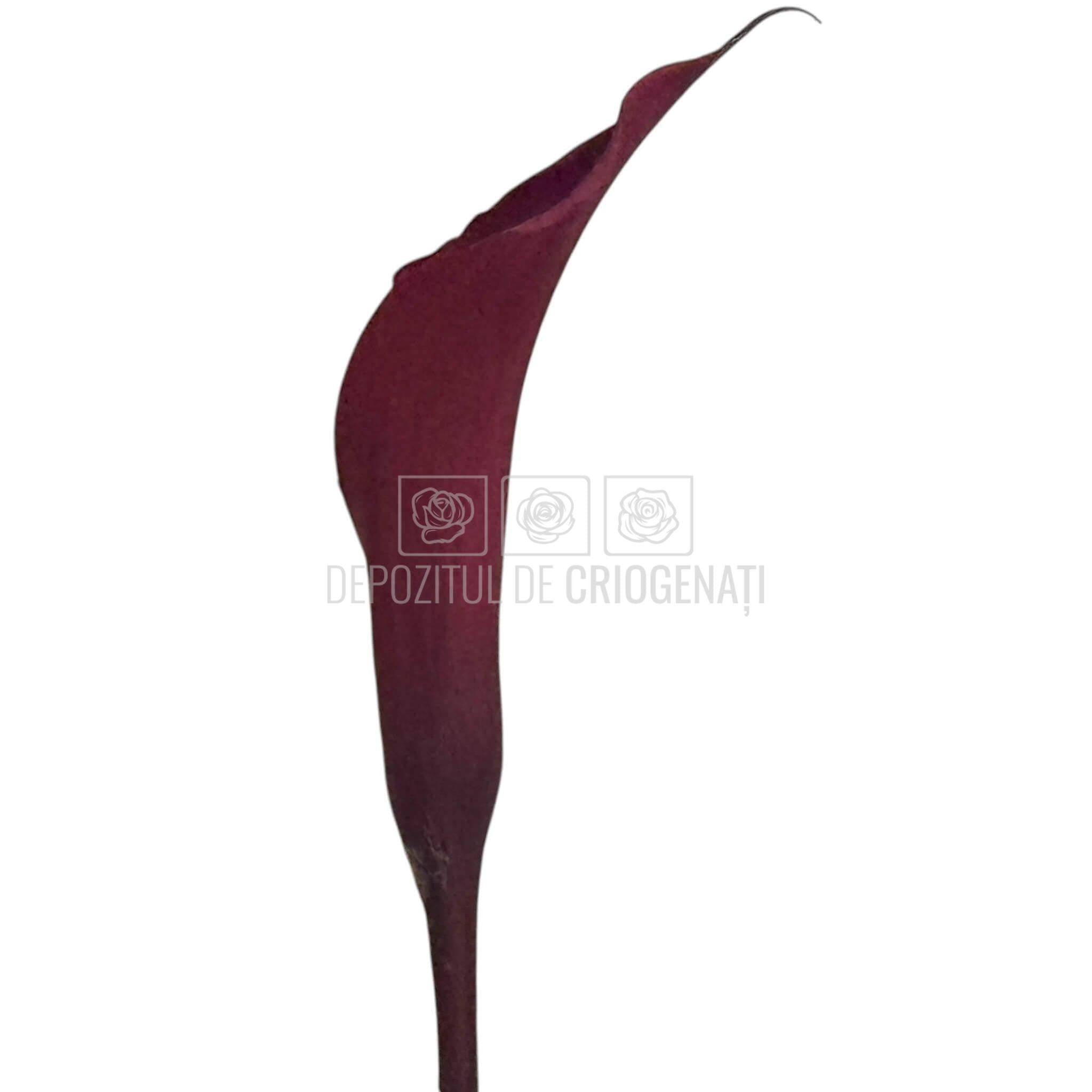 Mini Cale Criogenate Burgundi visinii (7-10 cm) - Depozitul de Criogenati
