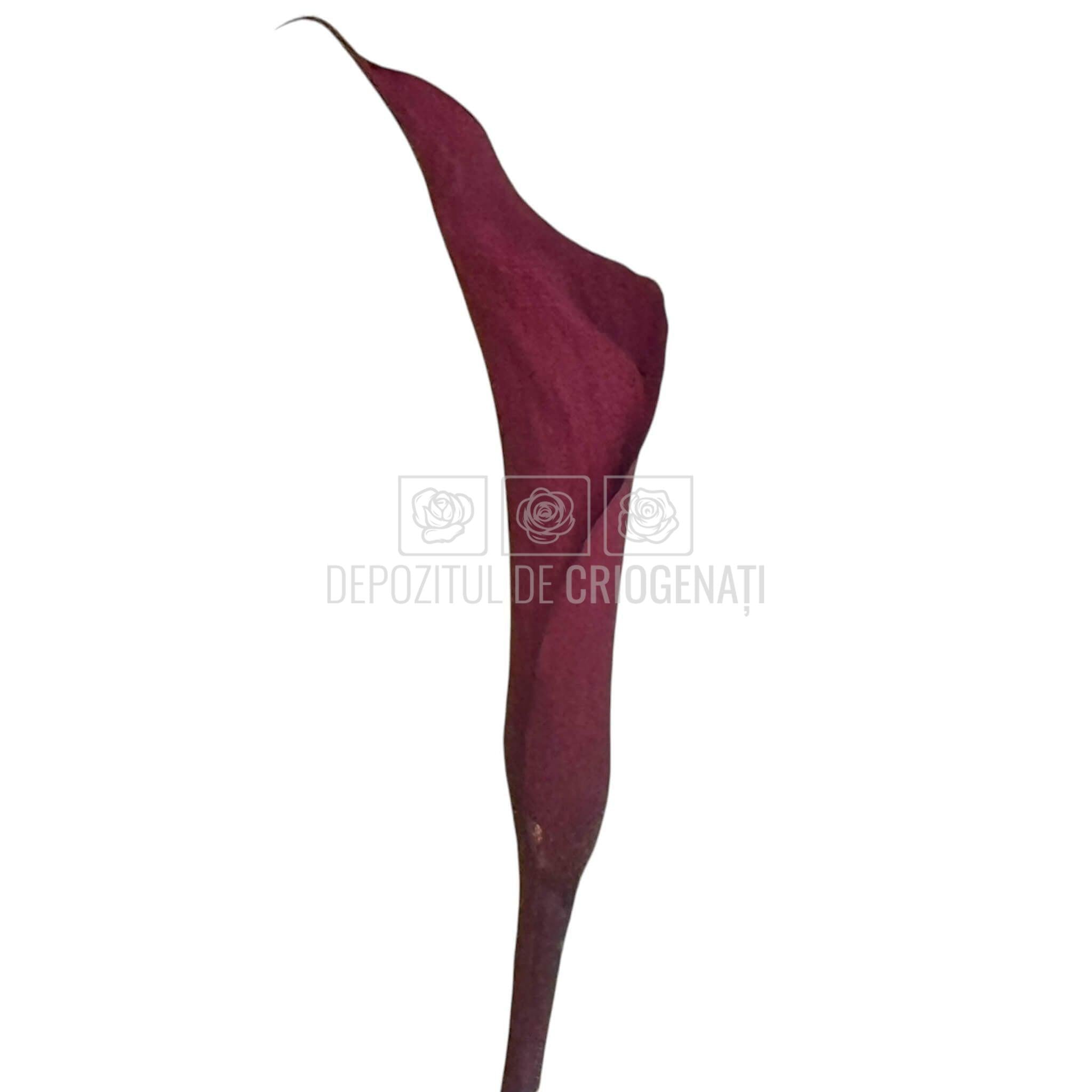 Mini Cale Criogenate Burgundi visinii (7-10 cm) - Depozitul de Criogenati