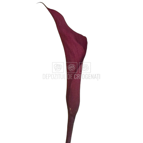 Mini Cale Criogenate Burgundi visinii (7-10 cm) - Depozitul de Criogenati
