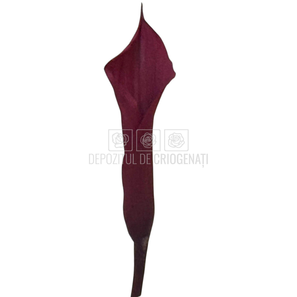 Mini Cale Criogenate Burgundi visinii (7-10 cm) - Depozitul de Criogenati