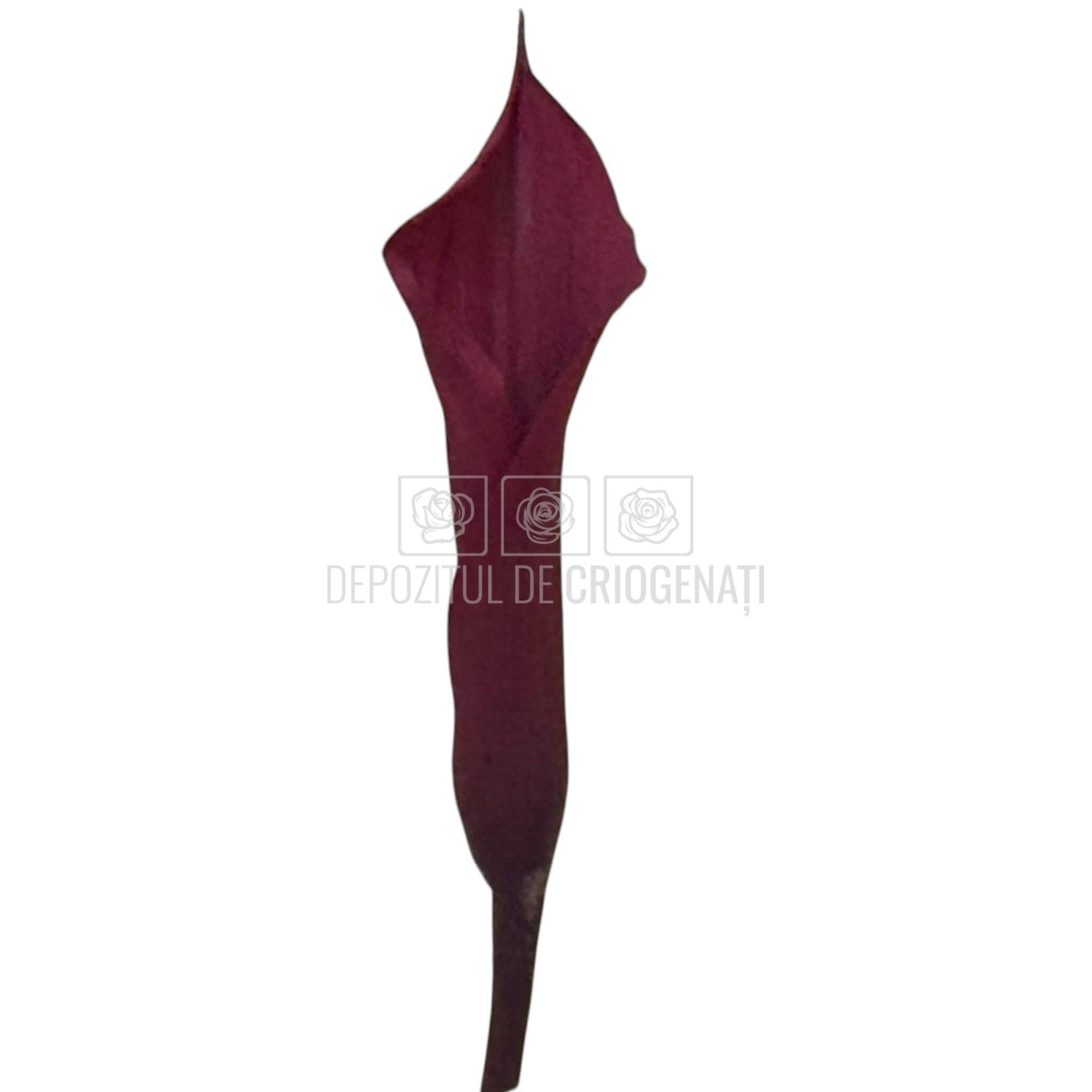 Mini Cale Criogenate Burgundi visinii (7-10 cm) - Depozitul de Criogenati