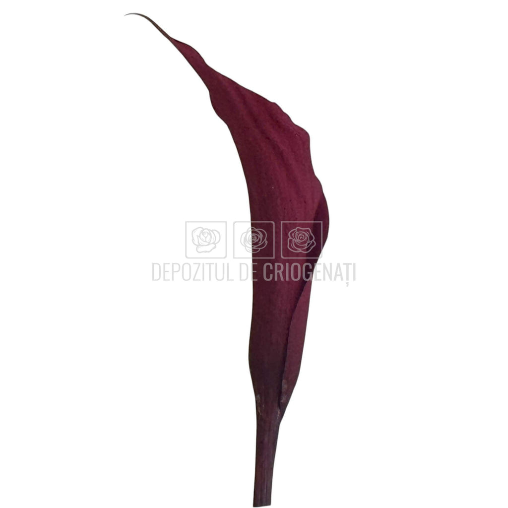 Mini Cale Criogenate Burgundi visinii (7-10 cm) - Depozitul de Criogenati