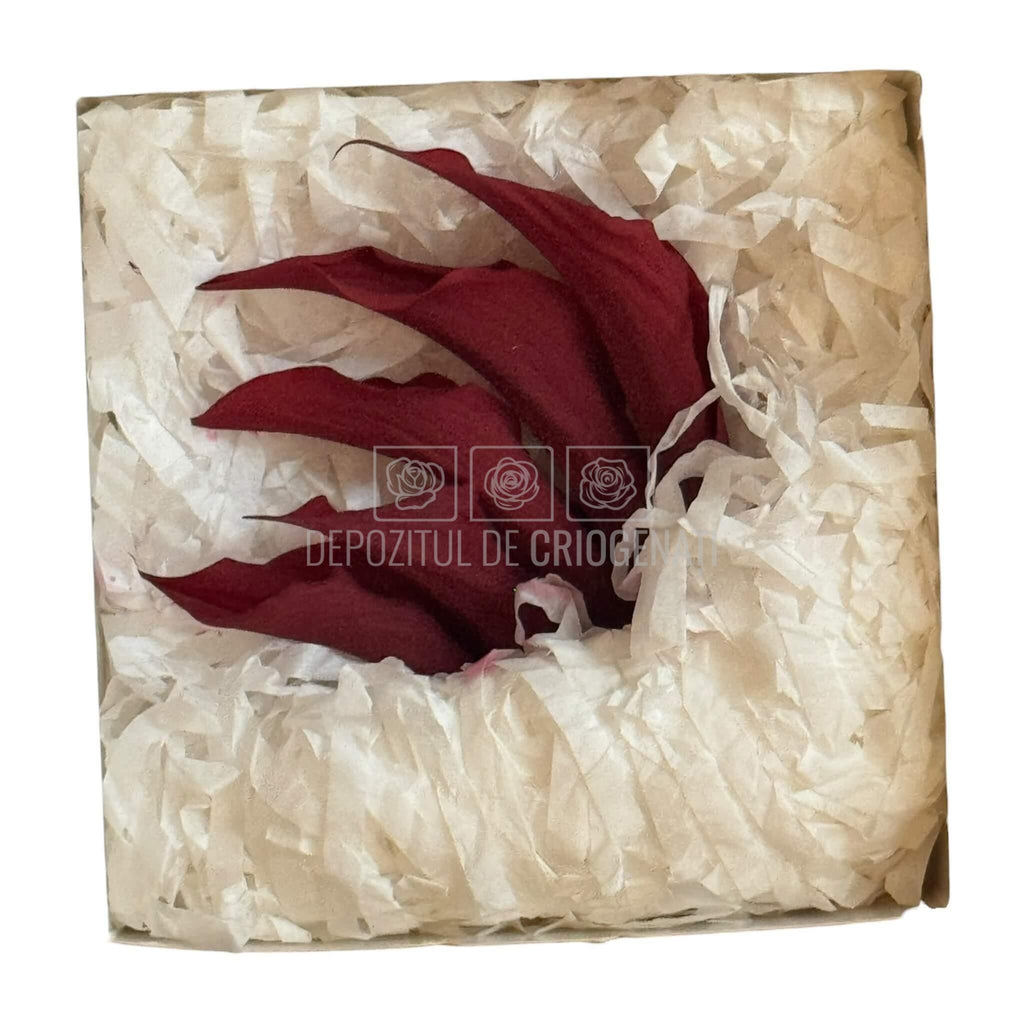 Mini Cale Criogenate Burgundi visinii (7-10 cm) - Depozitul de Criogenati