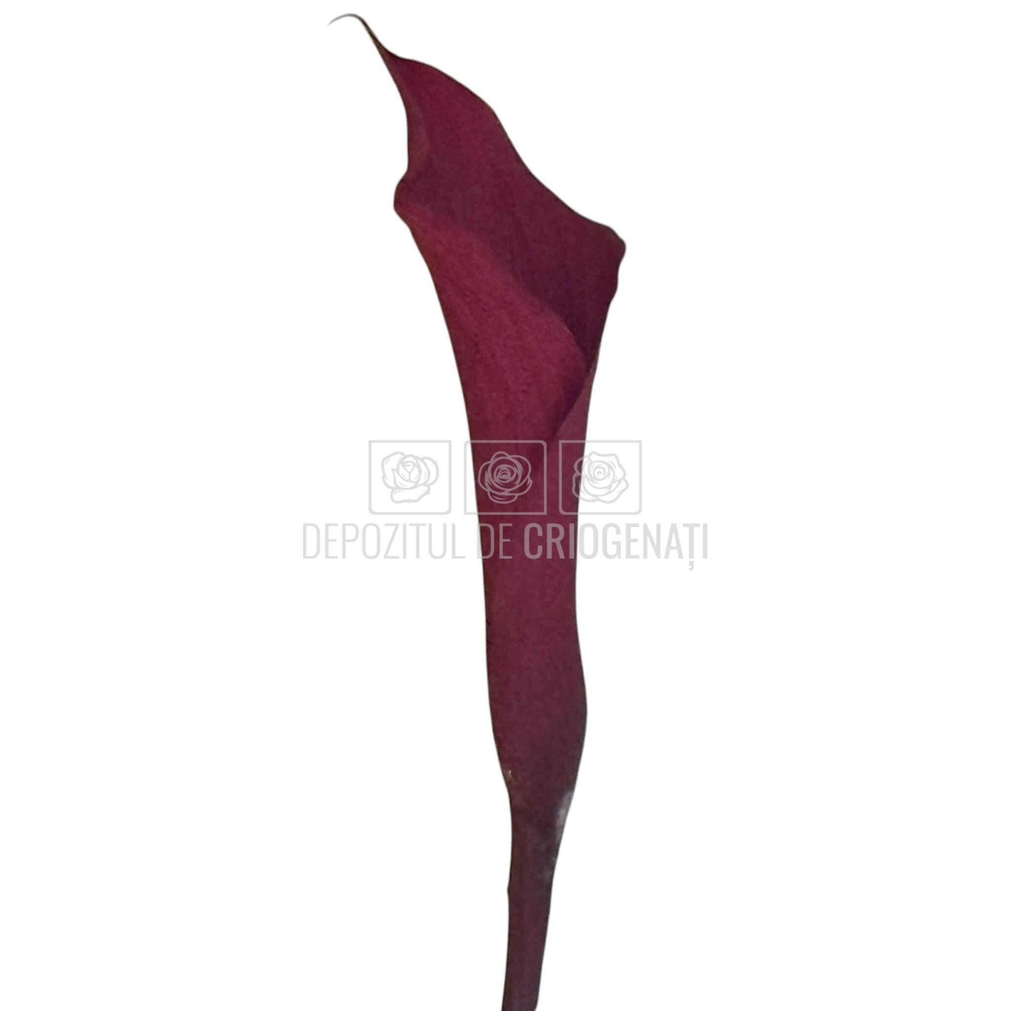 Mini Cale Criogenate Burgundi visinii (7-10 cm) - Depozitul de Criogenati