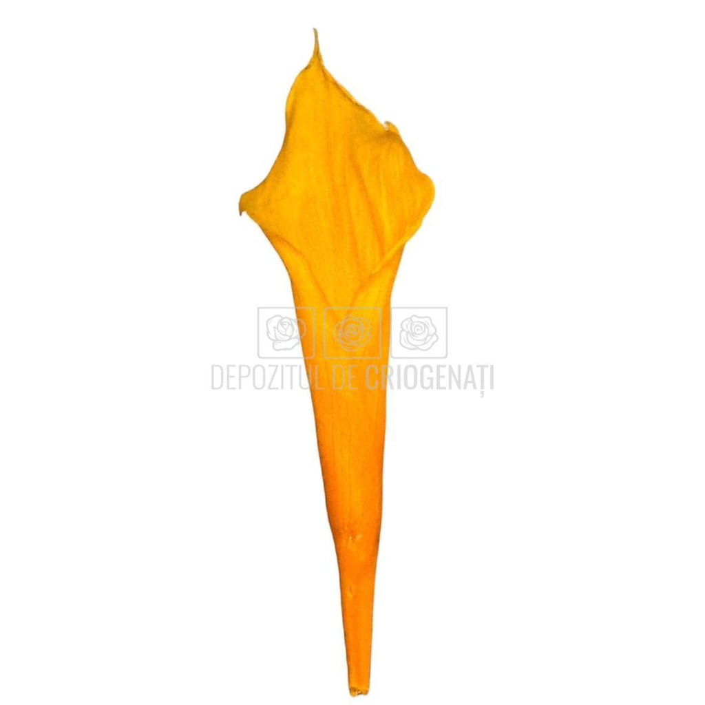 Mini Cale Criogenate galbene - portocalii (7-10 cm) - Depozitul de Criogenati