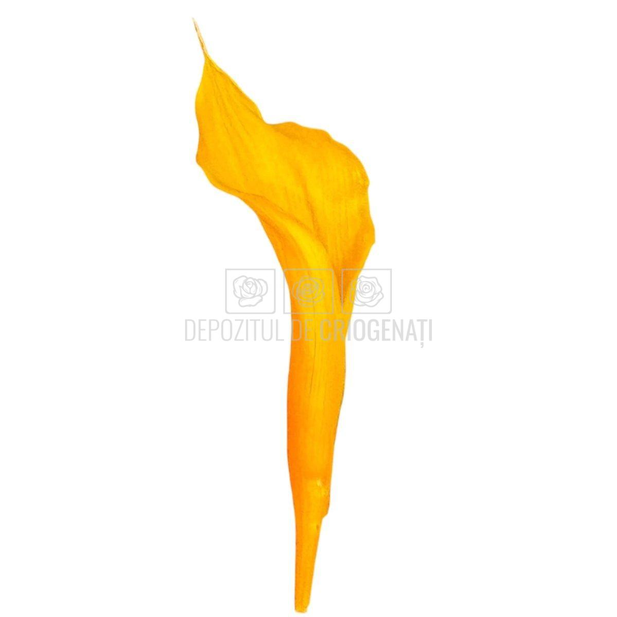Mini Cale Criogenate galbene - portocalii (7-10 cm) - Depozitul de Criogenati