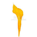 Mini Cale Criogenate galbene - portocalii (7-10 cm) - Depozitul de Criogenati