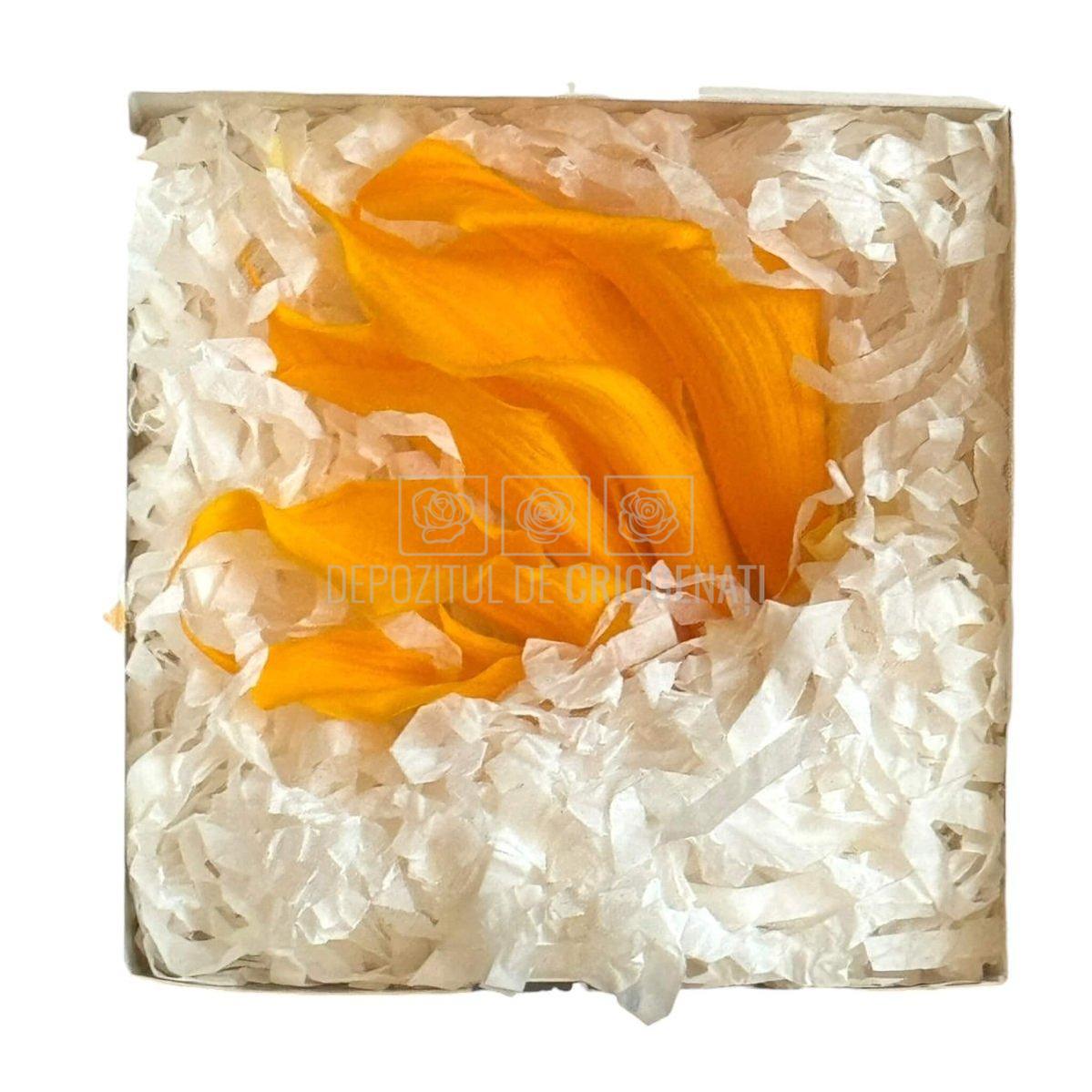 Mini Cale Criogenate galbene - portocalii (7-10 cm) - Depozitul de Criogenati