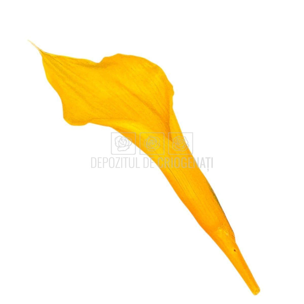 Mini Cale Criogenate galbene - portocalii (7-10 cm) - Depozitul de Criogenati
