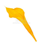 Mini Cale Criogenate galbene - portocalii (7-10 cm) - Depozitul de Criogenati