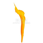 Mini Cale Criogenate galbene - portocalii (7-10 cm) - Depozitul de Criogenati
