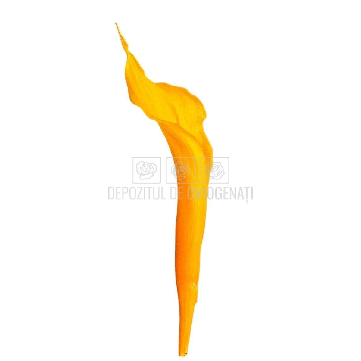 Mini Cale Criogenate galbene - portocalii (7-10 cm) - Depozitul de Criogenati