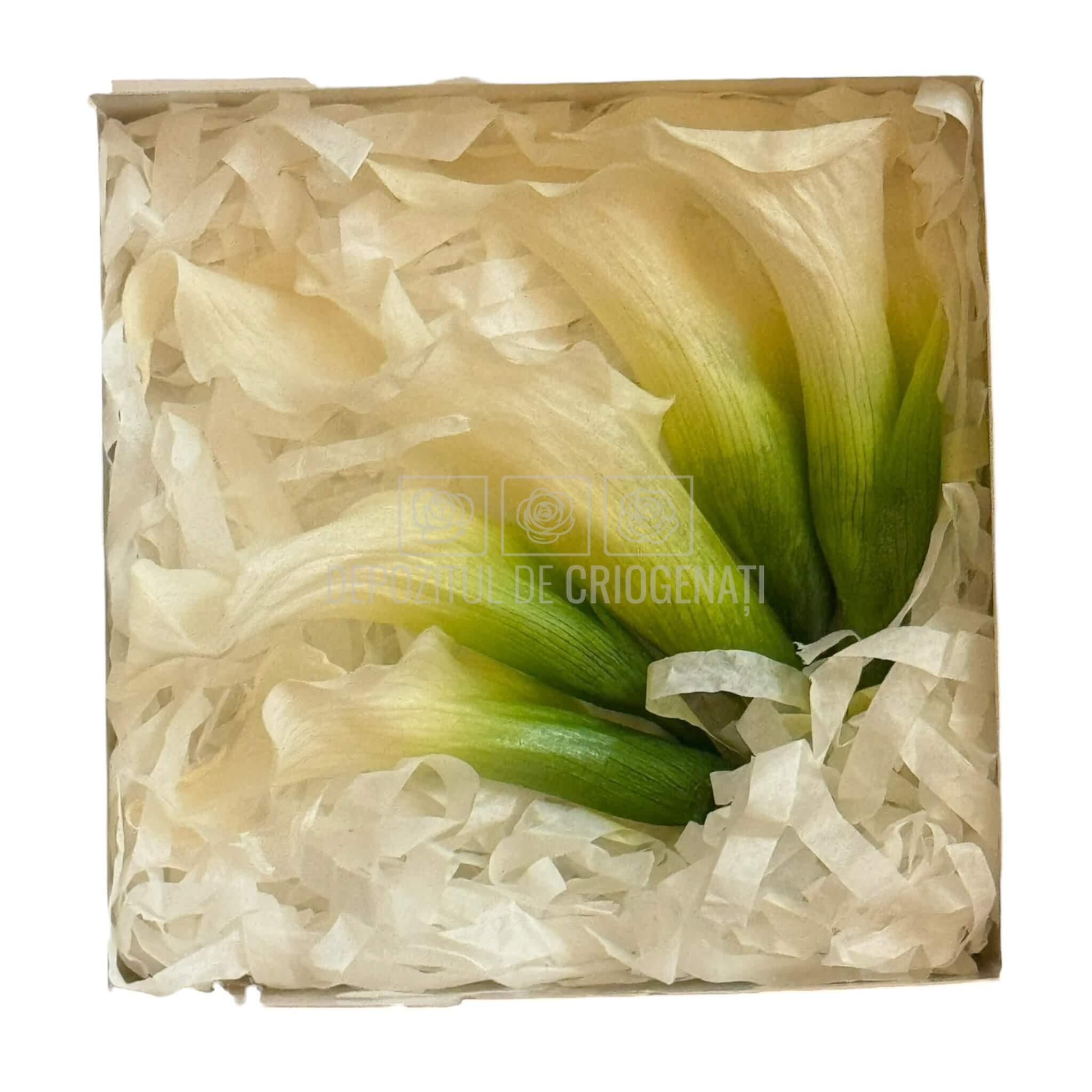 Mini Cale Criogenate Naturale Verdissimo (7-10 cm) - Depozitul de Criogenati