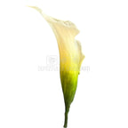 Mini Cale Criogenate Naturale Verdissimo (7-10 cm) - Depozitul de Criogenati