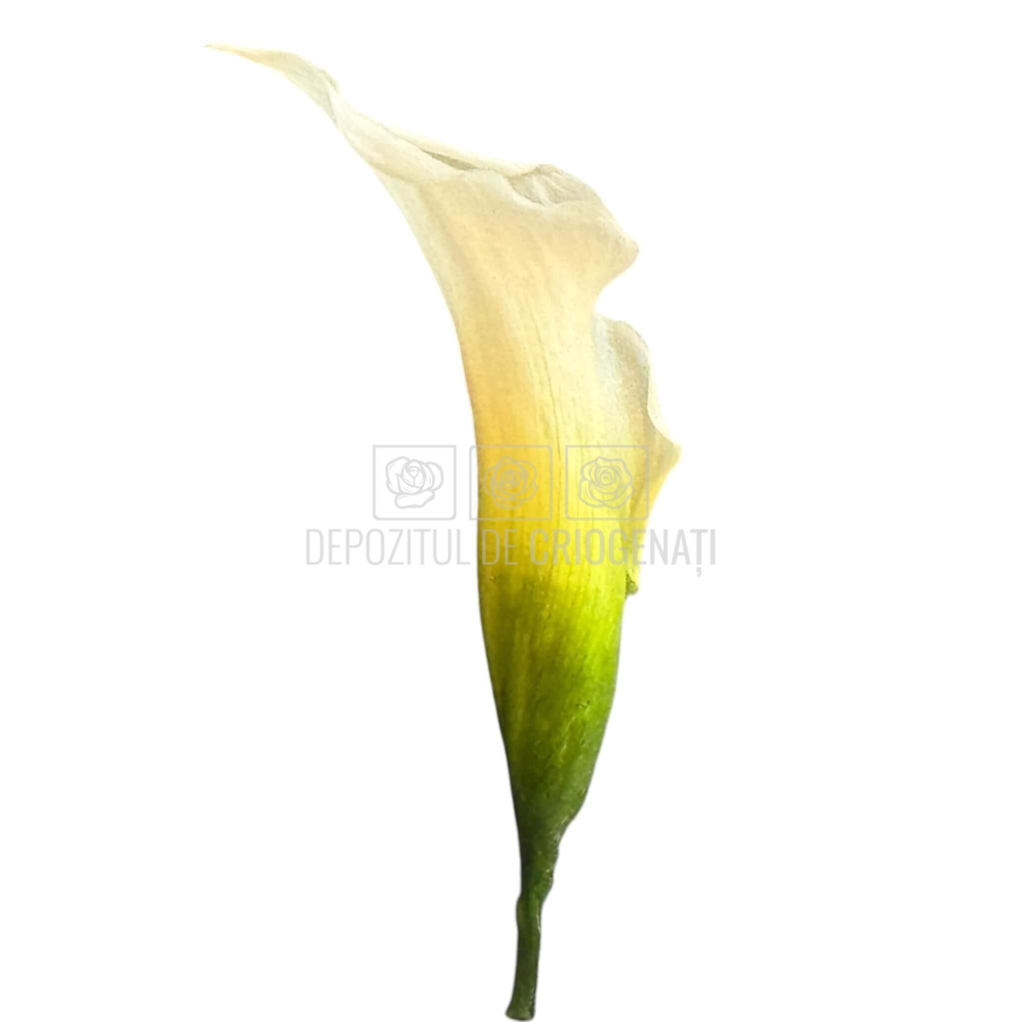 Mini Cale Criogenate Naturale Verdissimo (7-10 cm) - Depozitul de Criogenati