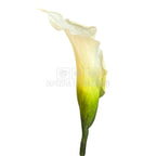 Mini Cale Criogenate Naturale Verdissimo (7-10 cm) - Depozitul de Criogenati