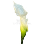 Mini Cale Criogenate Naturale Verdissimo (7-10 cm) - Depozitul de Criogenati