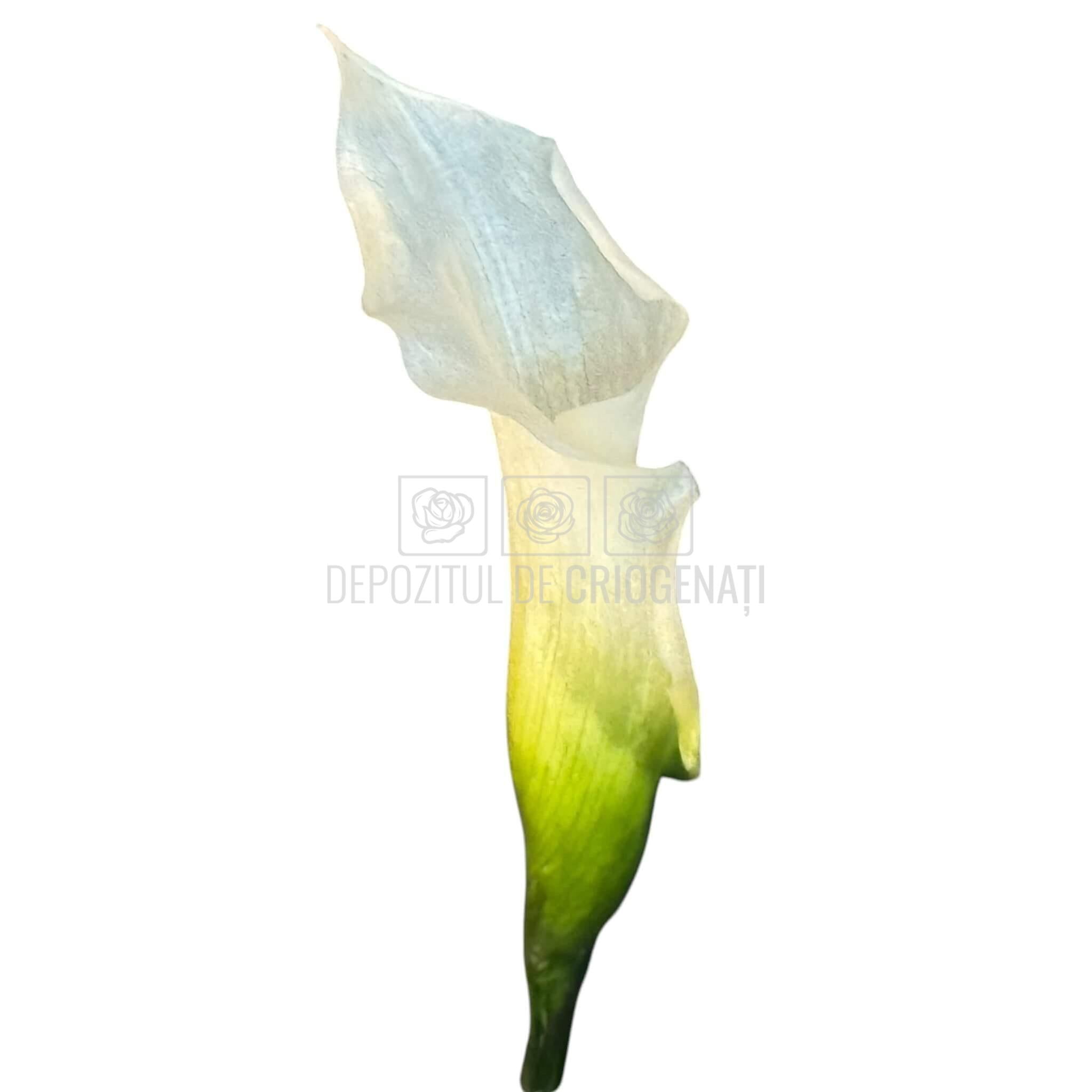 Mini Cale Criogenate Naturale Verdissimo (7-10 cm) - Depozitul de Criogenati