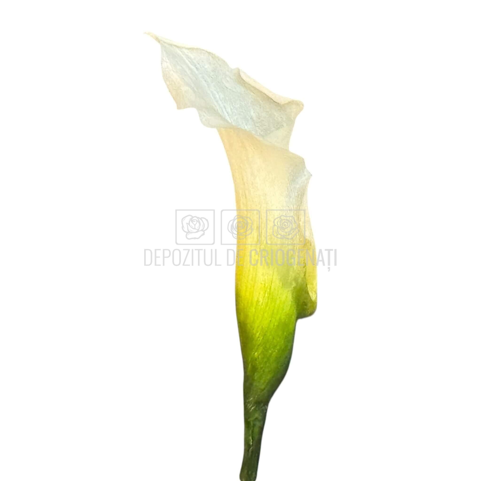 Mini Cale Criogenate Naturale Verdissimo (7-10 cm) - Depozitul de Criogenati