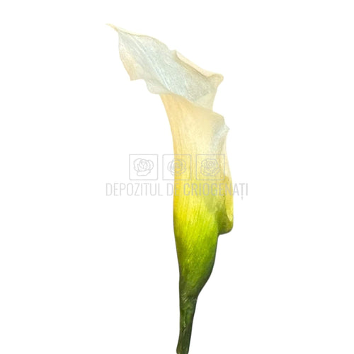 Mini Cale Criogenate Naturale Verdissimo (7-10 cm) - Depozitul de Criogenati