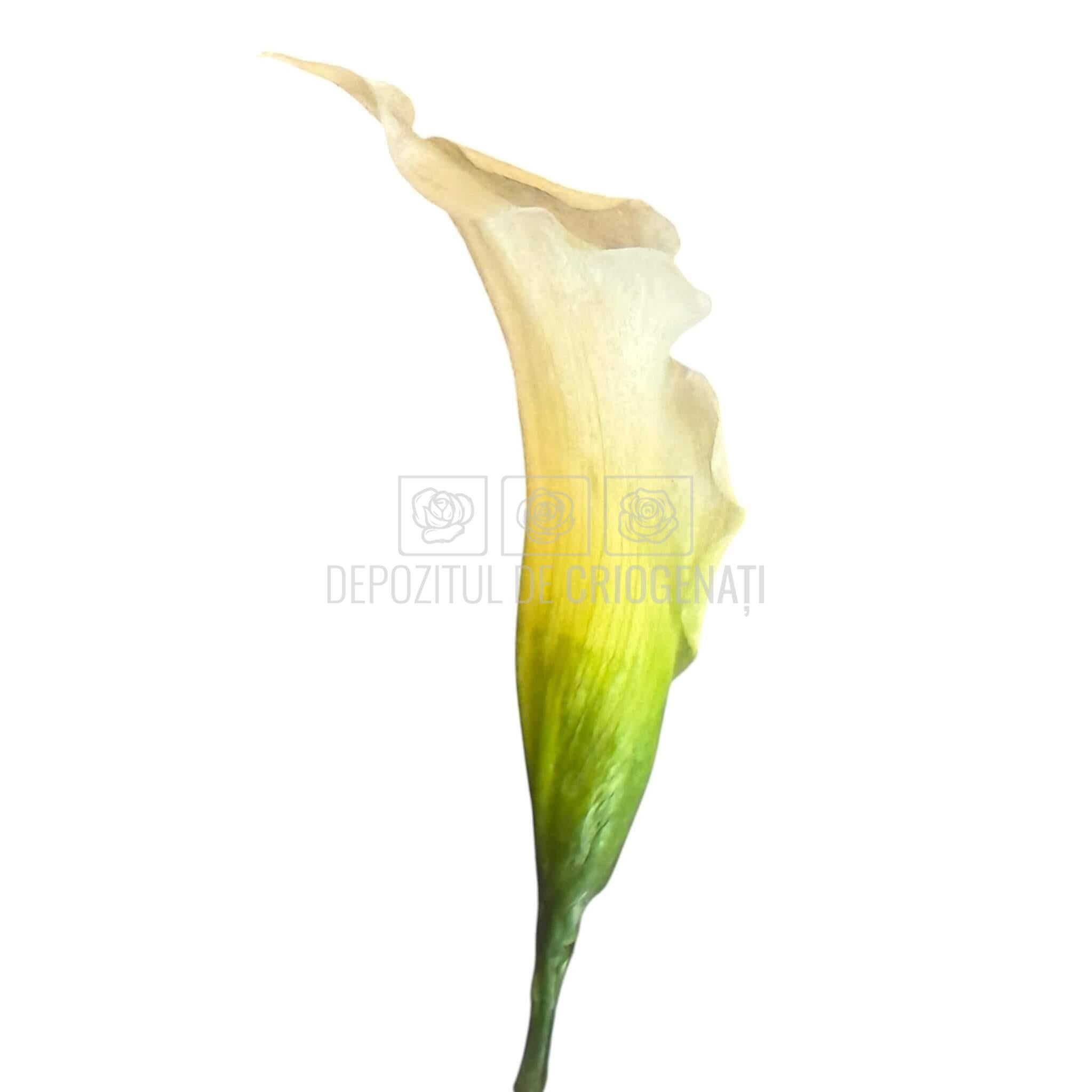 Mini Cale Criogenate Naturale Verdissimo (7-10 cm) - Depozitul de Criogenati