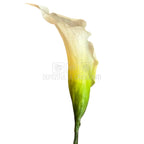 Mini Cale Criogenate Naturale Verdissimo (7-10 cm) - Depozitul de Criogenati
